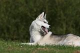 SIBERIAN HUSKY 817